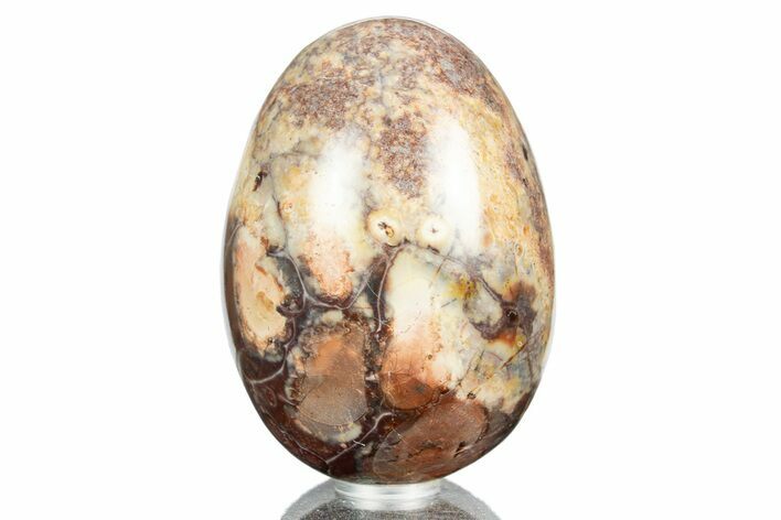 Polished Petrified Palm Root Egg - California #309055